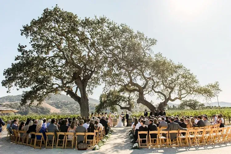 Outdoor wedding reception under large trees with guests seated at long tables in a sunny field