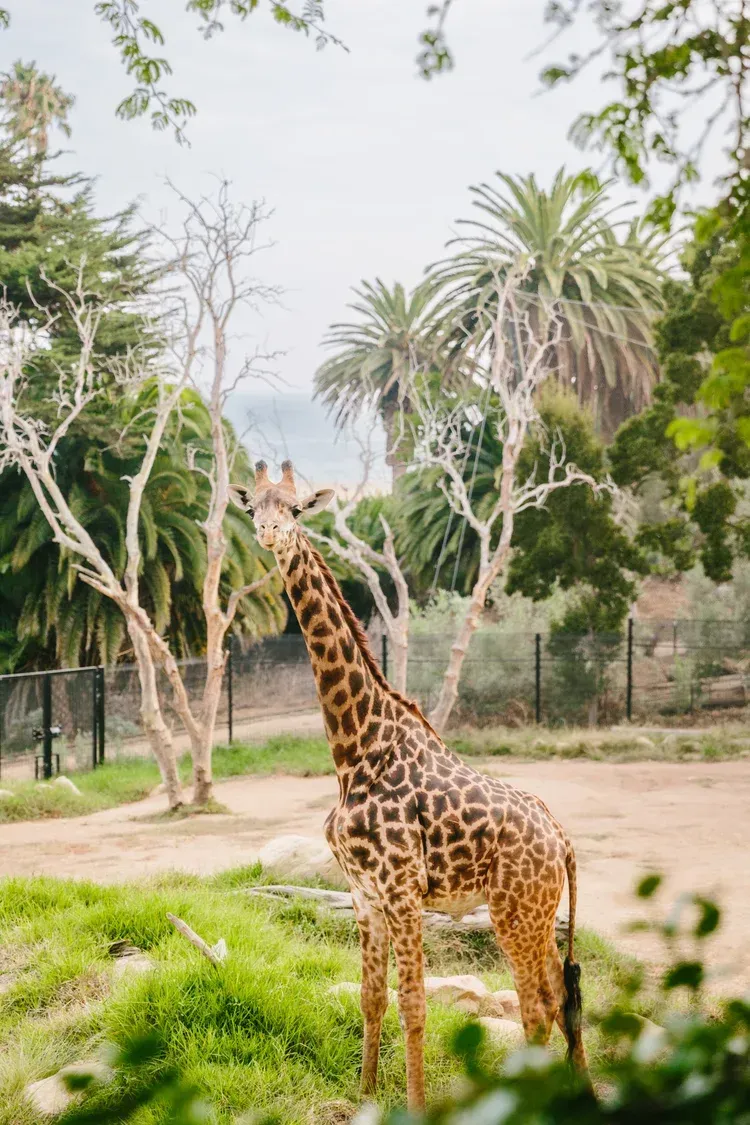Giraffe standing in a zoo enclosure with trees and palm plants