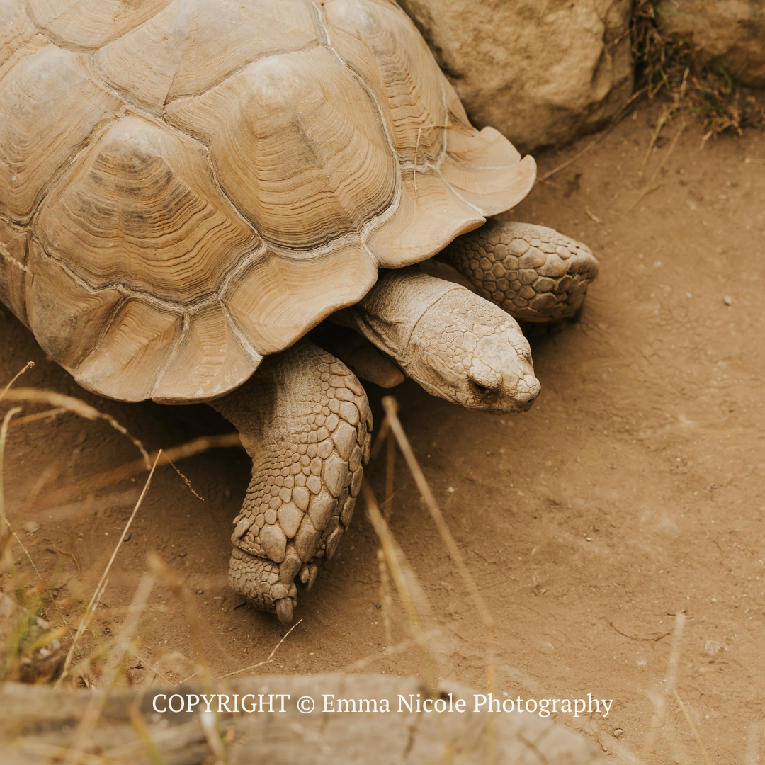 Close-up of a tortoise walking on sandy ground near rocks