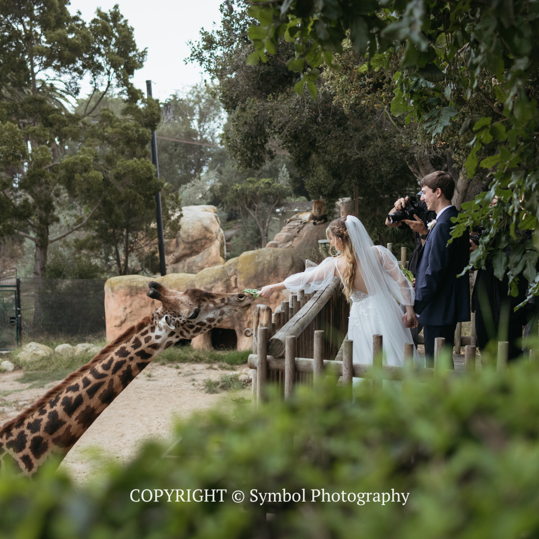 Wedding couple and guests feeding a giraffe at a zoo enclosure.