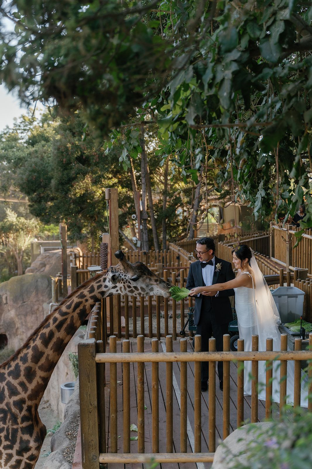 Giraffe feeding two people standing by a wooden fence in a leafy outdoor enclosure