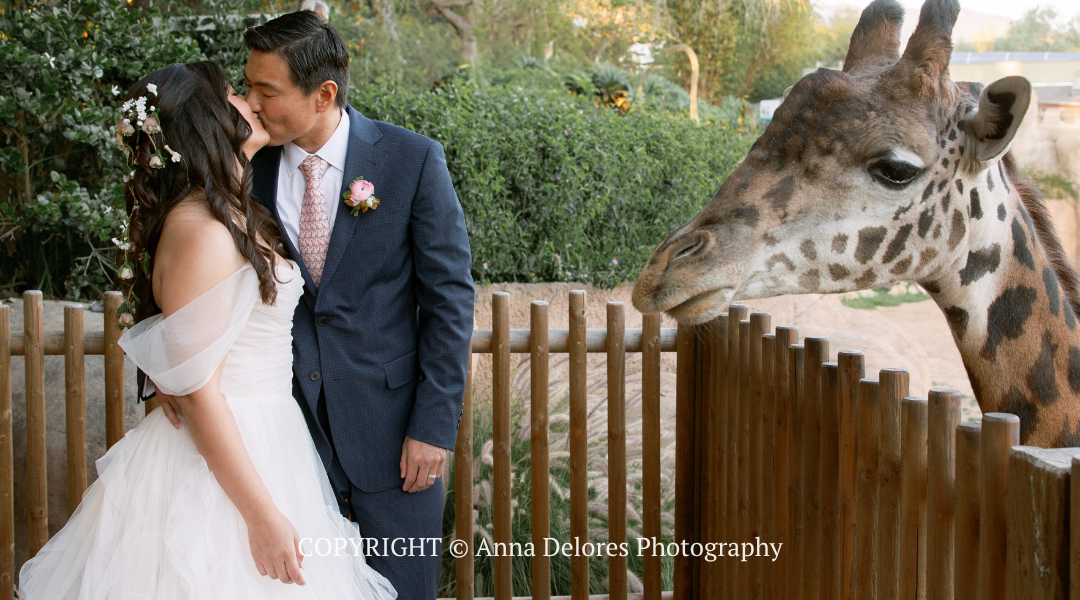 Bride and groom smiling at a zoo as a giraffe leans over the fence beside them