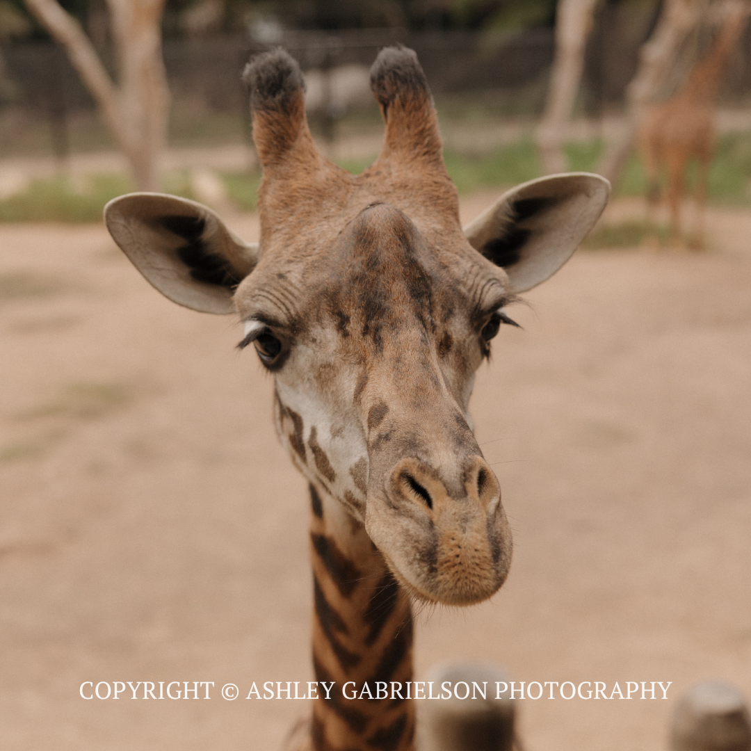 Close-up of a giraffe facing forward with small horns in a sandy, outdoor setting.