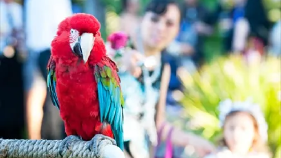 Red macaw with green wings perched on a branch, with people blurred in the background.