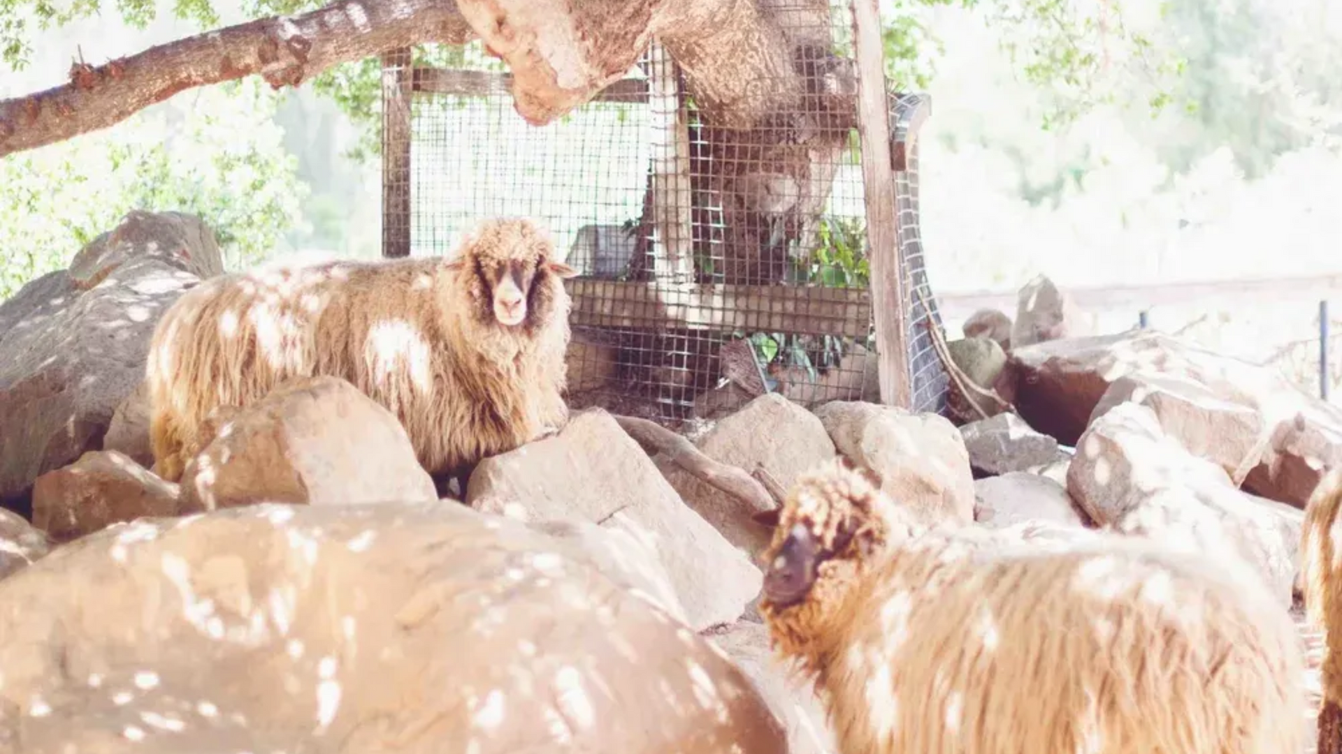 Several sheep huddled in a bright, fenced outdoor pen beneath shade.