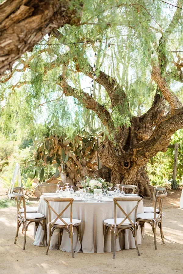Outdoor dining table set beneath a large, leafy tree in a sunlit garden