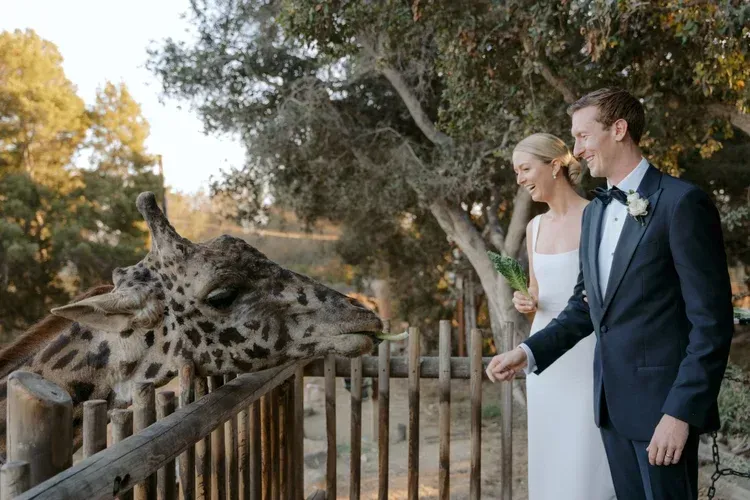 Bride and groom at a zoo feeding a giraffe through a wooden fence