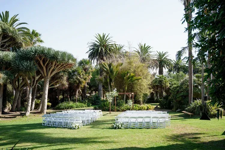 Outdoor wedding setup with white chairs on a green lawn surrounded by palm trees