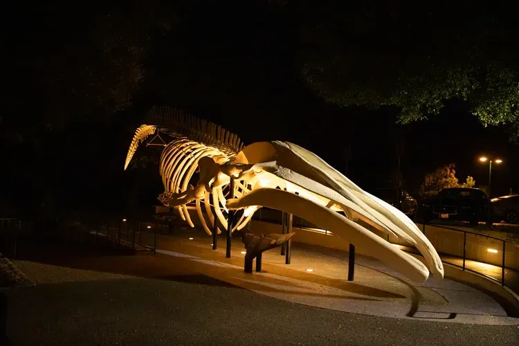 Illuminated whale skeleton sculpture at night beside a walkway in a park