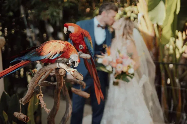 Two red macaws perched near a bride and groom at an outdoor wedding ceremony