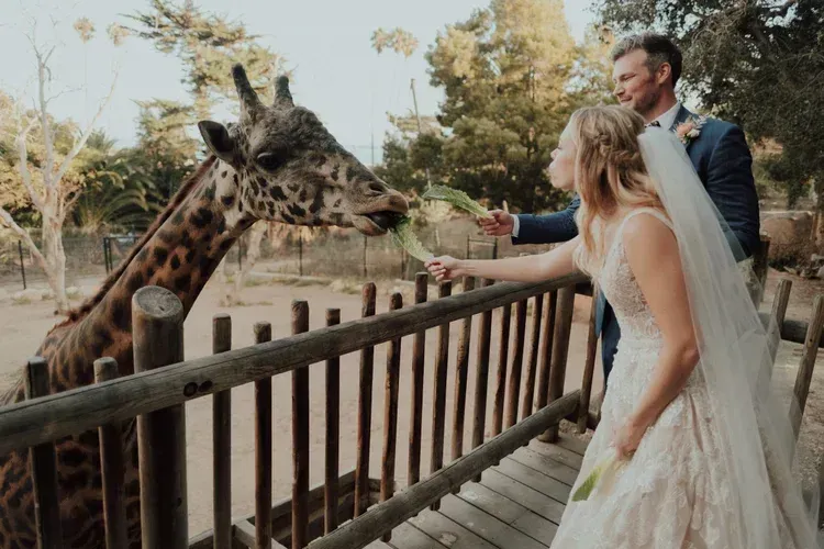 Bride and groom feed a giraffe from a wooden deck at a zoo