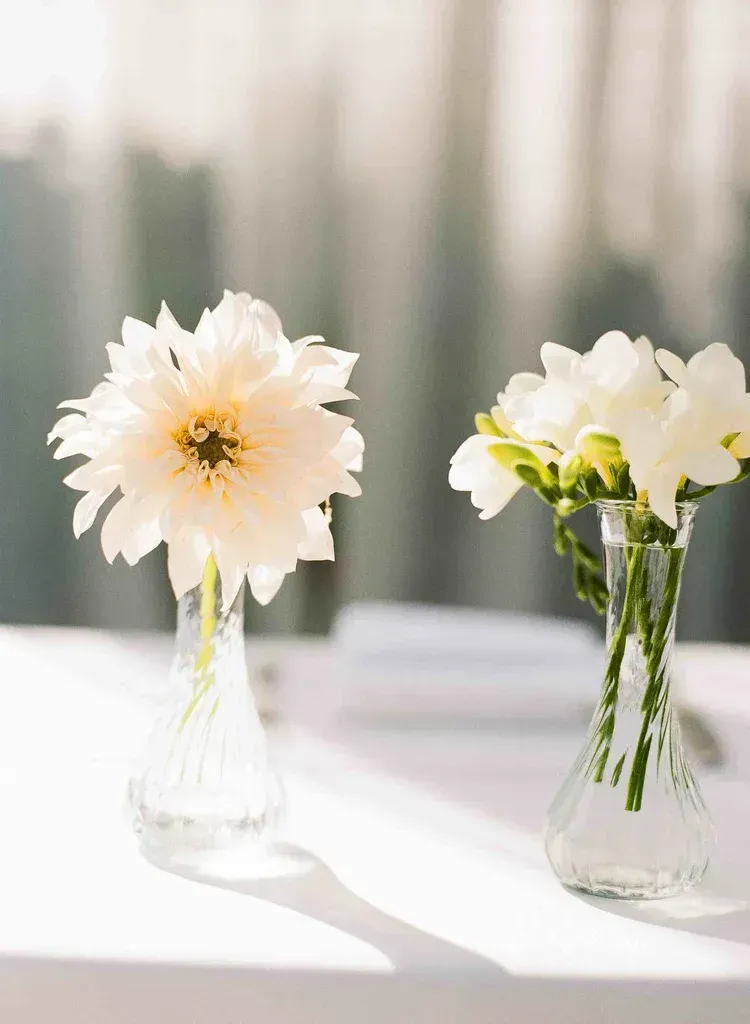 Two white flowers in clear glass vases on a sunlit table