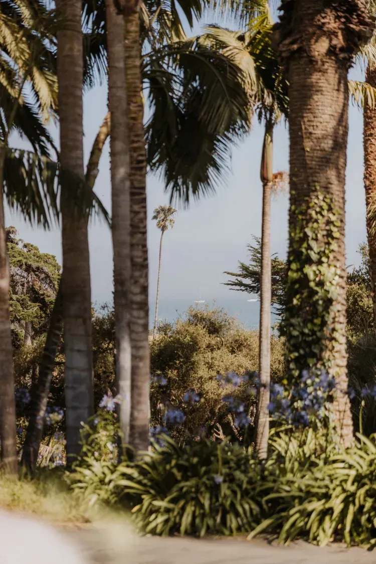 Palm trees and tropical shrubs overlooking the ocean under a hazy sky