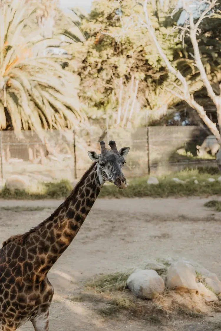 Giraffe standing in a sunny zoo enclosure with palm trees and rocks