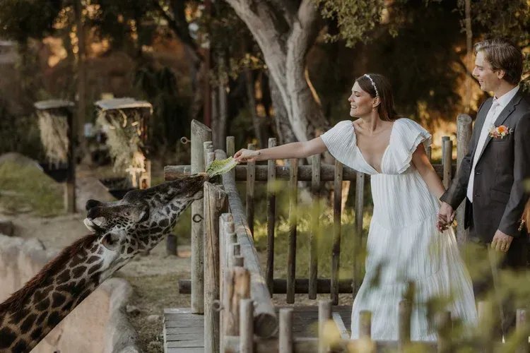 Bride feeds a giraffe beside a groom at a safari-style wedding ceremony