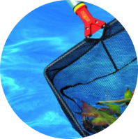 A leaf rake is being used to remove leaves from a pool