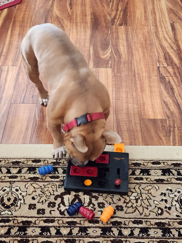 A light-brown dog wears a red collar while interacting with a black puzzle toy on a patterned rug.
