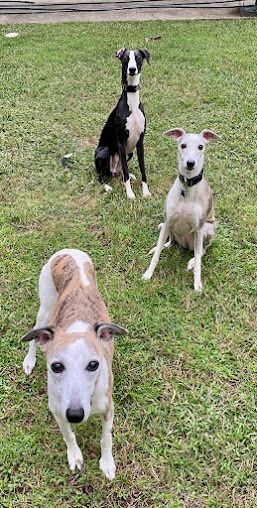 Three dogs—one tan, one white, and one black and white—standing and sitting on a grassy lawn.