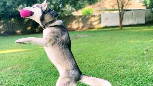 A husky jumps in a grassy yard, catching a bright pink ball in its mouth.