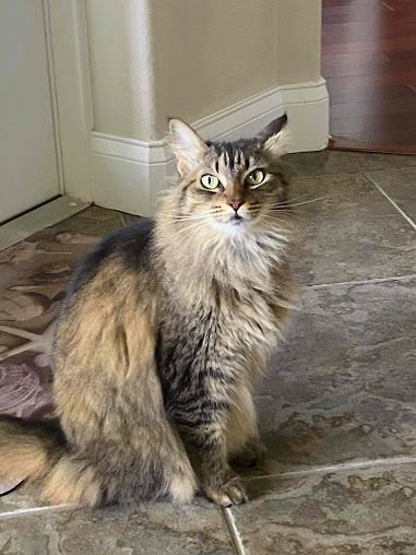 A long-haired, brown tabby cat with alert eyes sitting on a tiled floor in a bright, indoor setting.