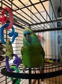 A green parrot with a light blue forehead perches in a wire cage next to a hanging chain of colorful plastic links.