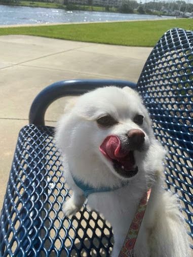 A fluffy white dog sits on a blue metal bench outdoors by a body of water, licking its nose with its tongue out.