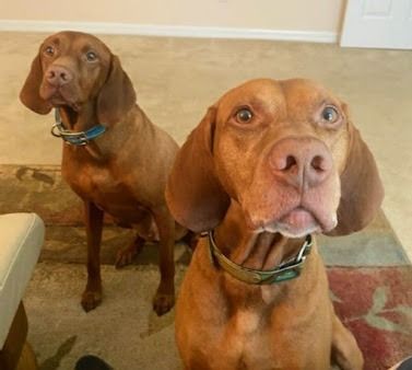 Two brown Vizsla dogs sit indoors on a patterned rug, looking directly at the camera with focused expressions.