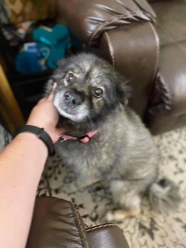 A person’s hand gently petting a fluffy, gray-brown dog sitting on a patterned rug indoors.