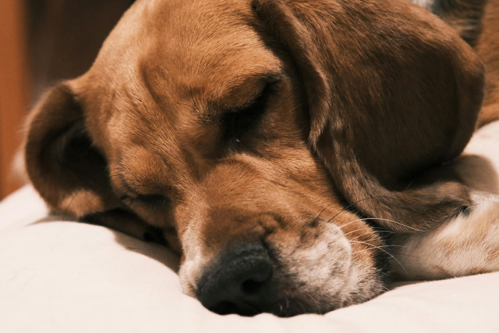 A tan and brown beagle dog sleeping peacefully on a soft, light-colored surface.