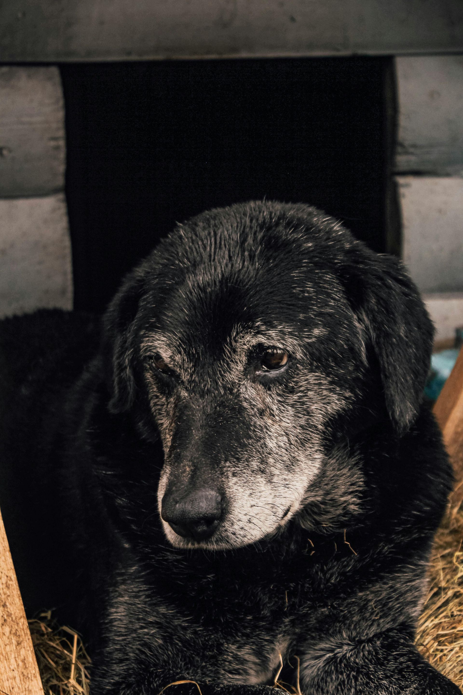 An elderly black dog with a graying muzzle rests on a bed of hay inside a rustic wooden doghouse.