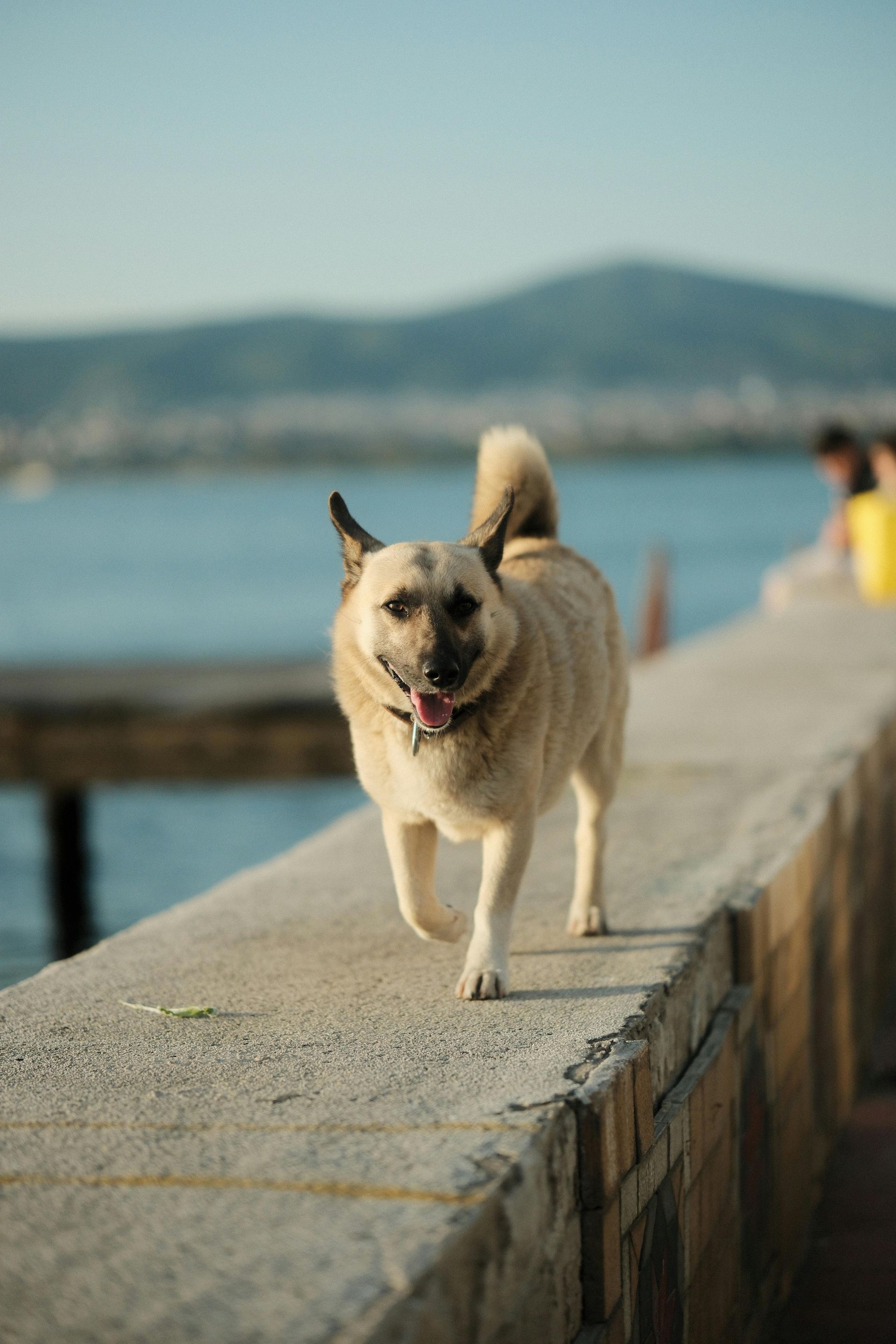 A light-colored dog with upright ears walks along a concrete wall beside a body of water with hills in the distance.