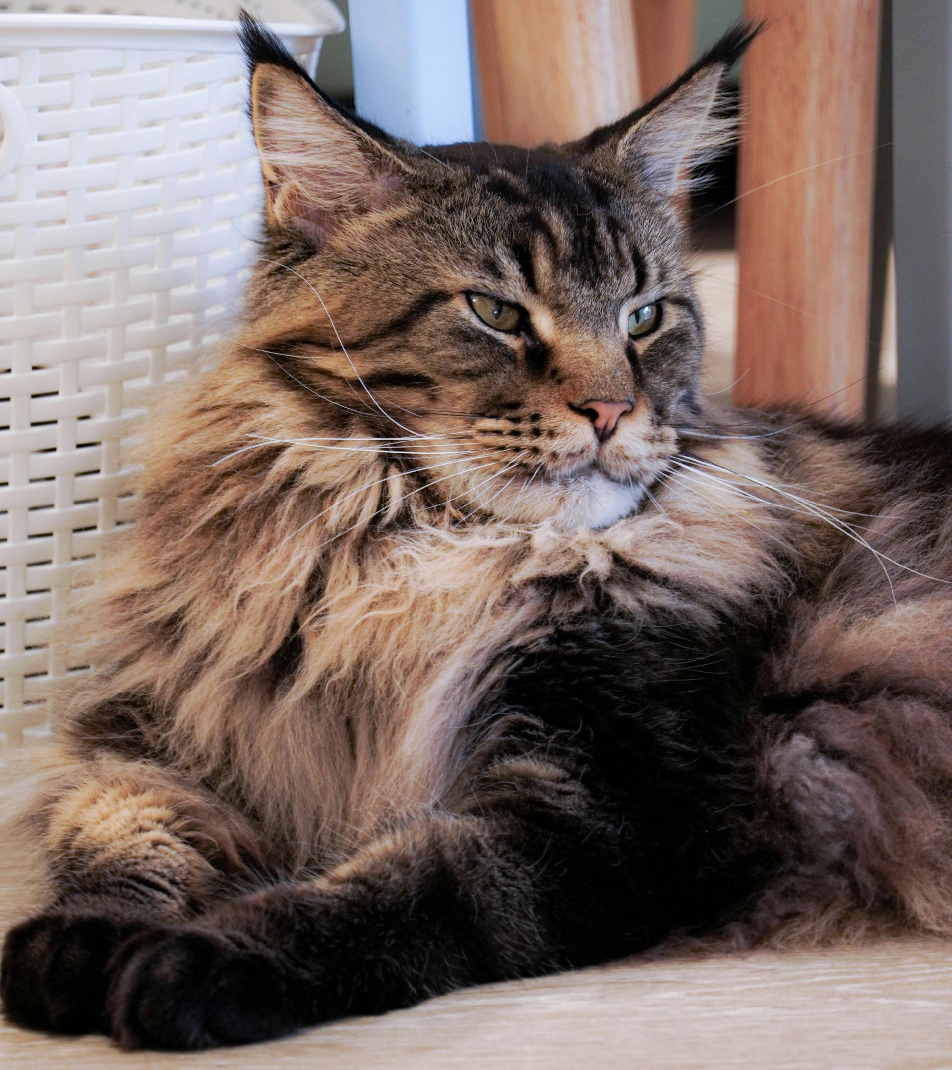 A fluffy Maine Coon cat with brown tabby markings and long ear tufts rests on a floor, looking toward the right.
