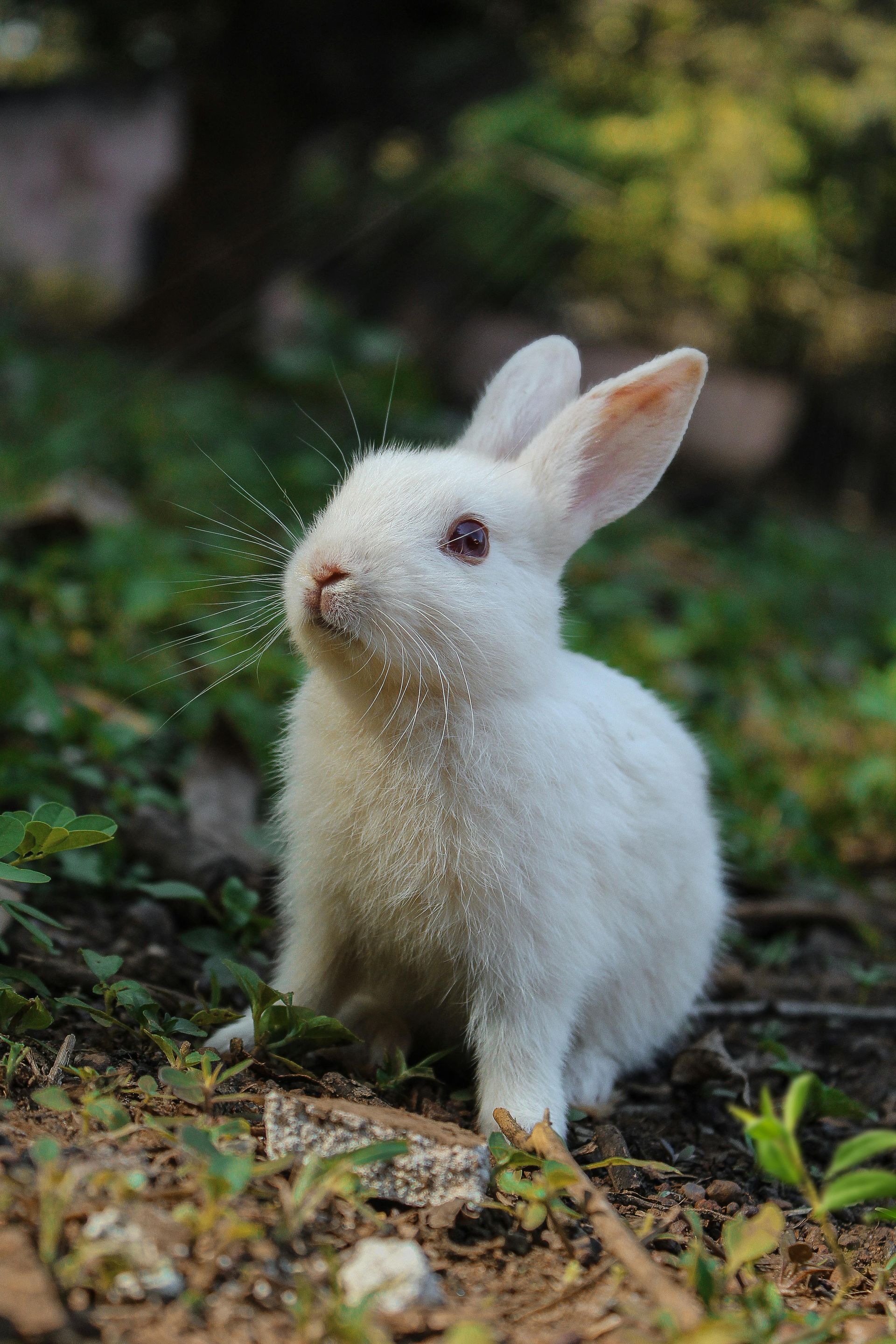 A small white rabbit with red eyes sits in a grassy outdoor setting, lightly dusted with specks of light or pollen.