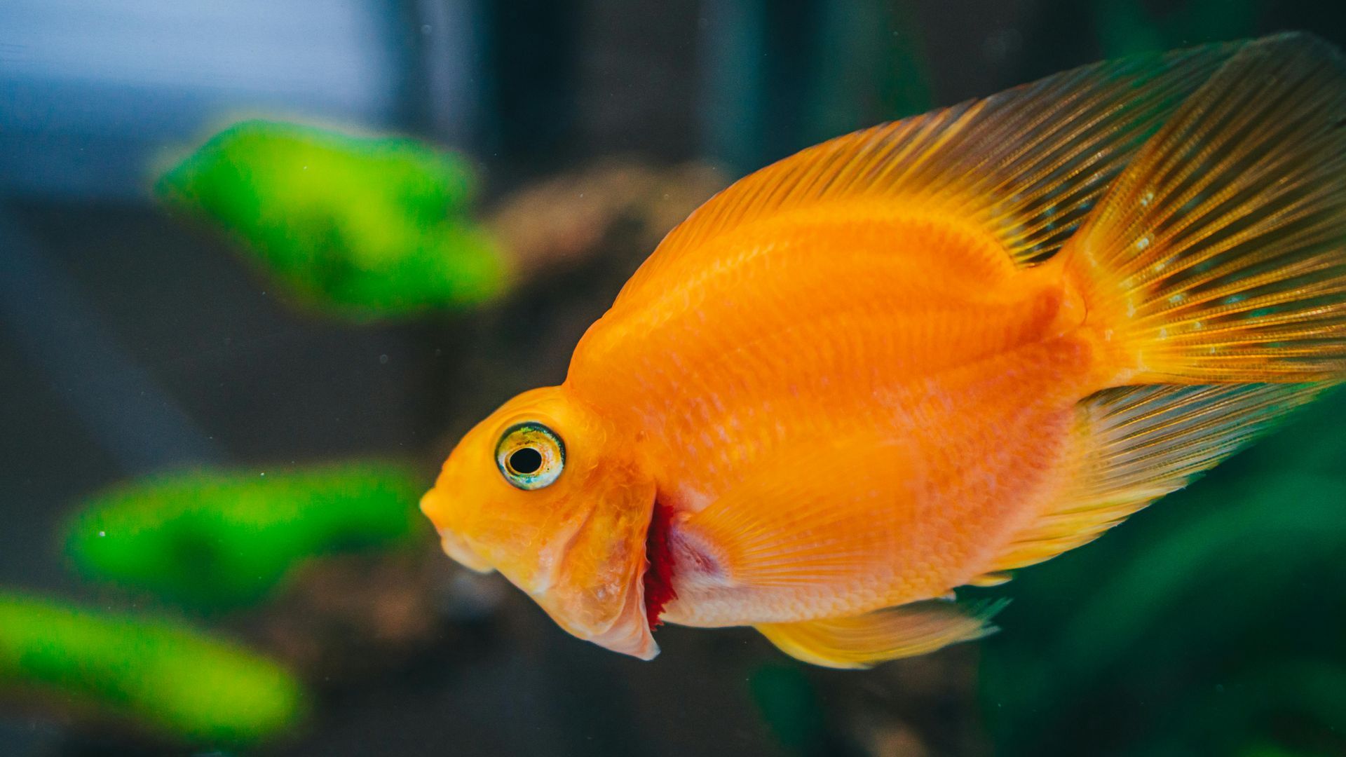A bright orange parrot cichlid fish swimming in an aquarium with blurred green plants in the background.