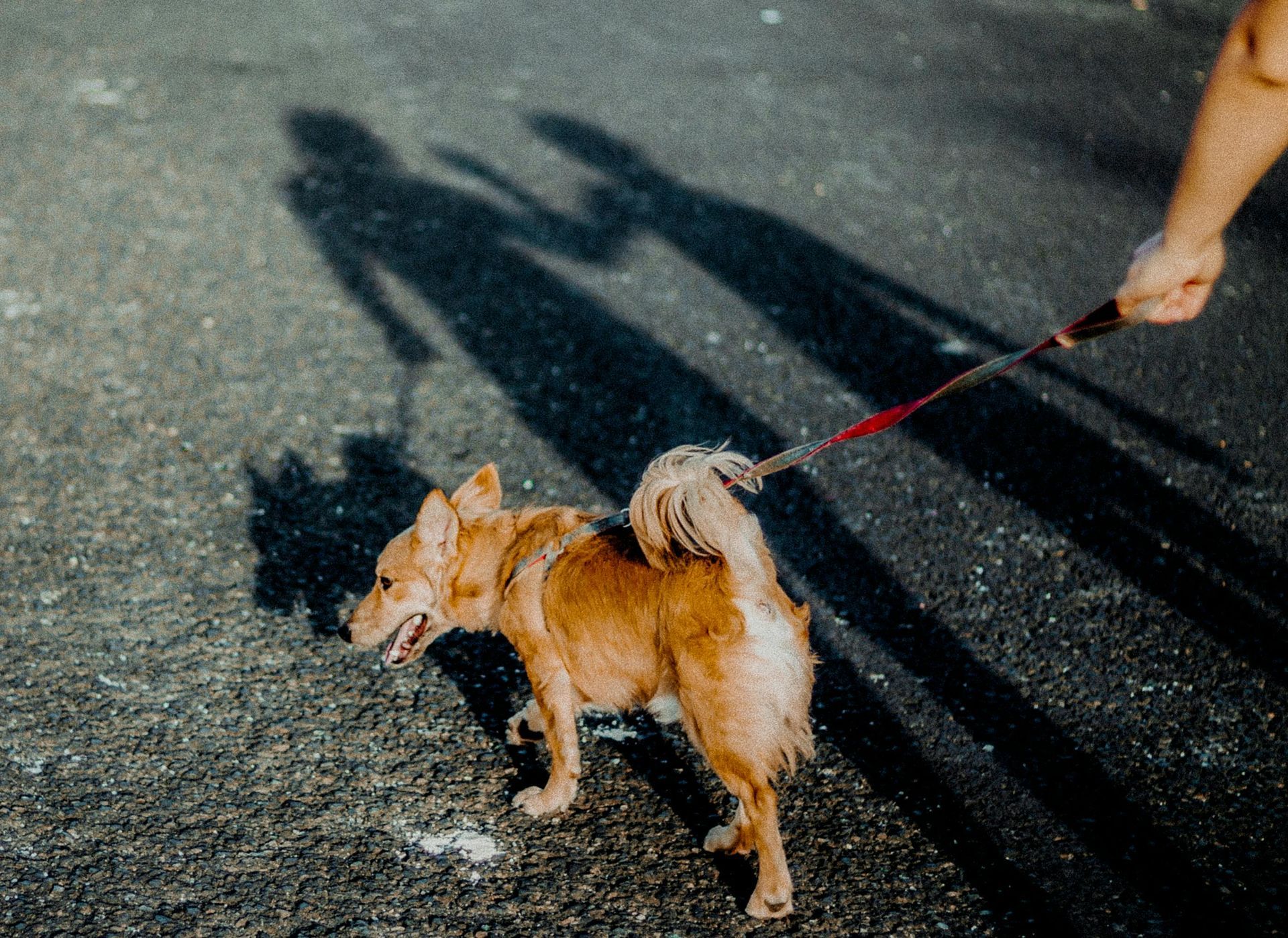 A person holds a red leash attached to a small, tan dog walking on asphalt, casting long shadows behind them.