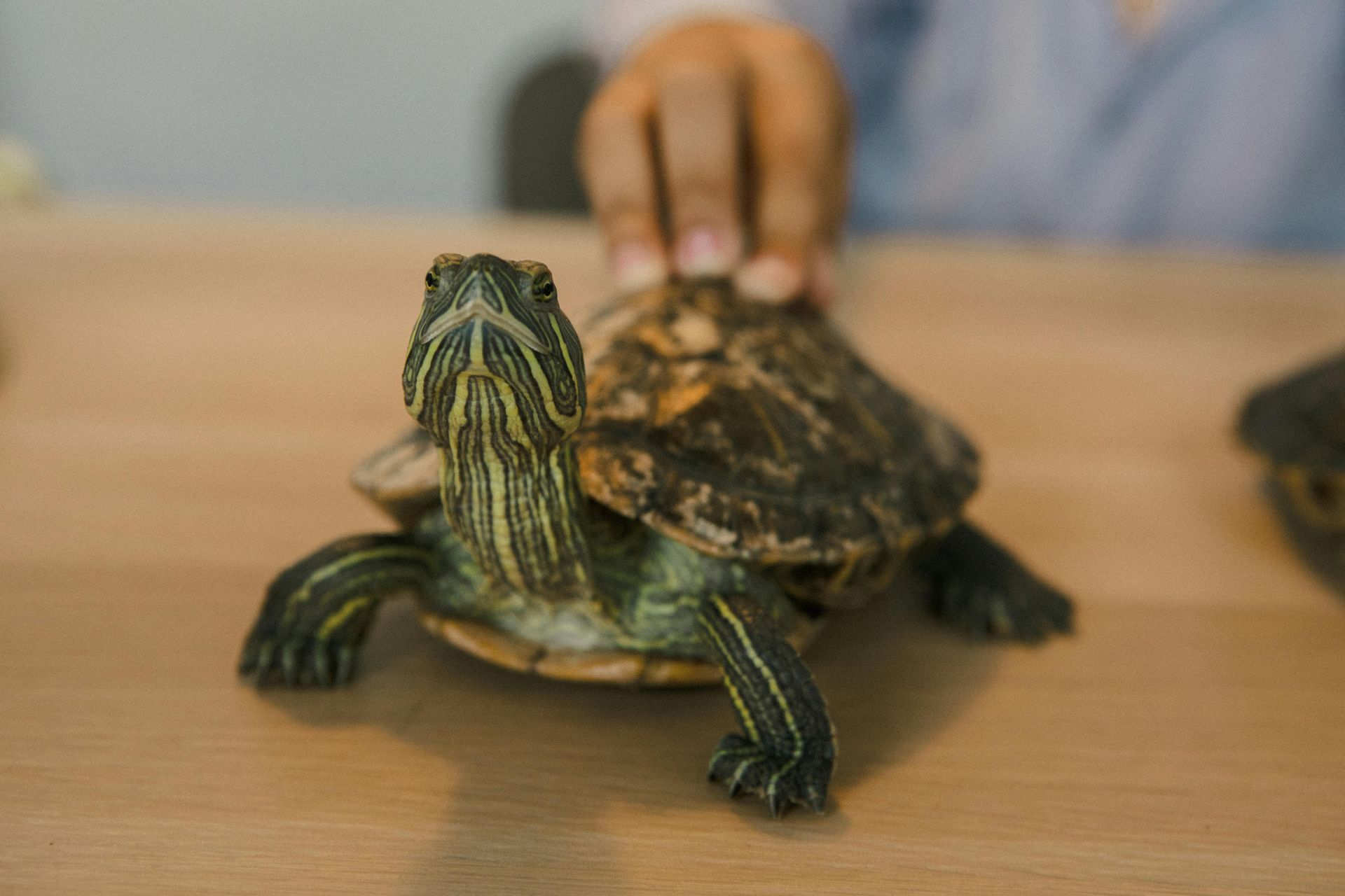 A person's hand rests on the shell of a patterned aquatic turtle as it sits on a wooden table.