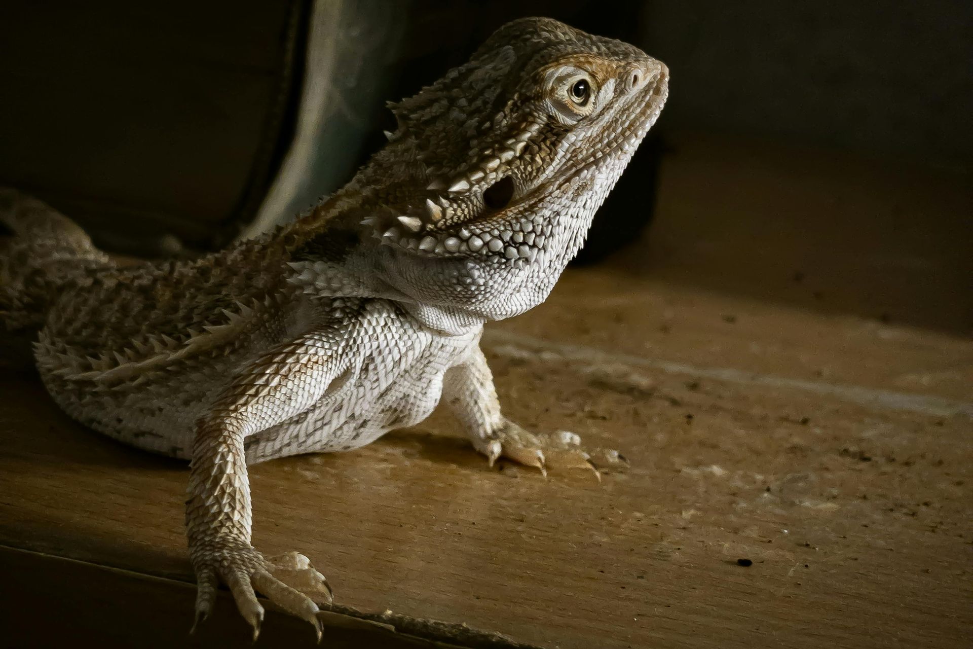 A central bearded dragon sits on a smooth wooden surface, illuminated by light from the side, looking toward the right.