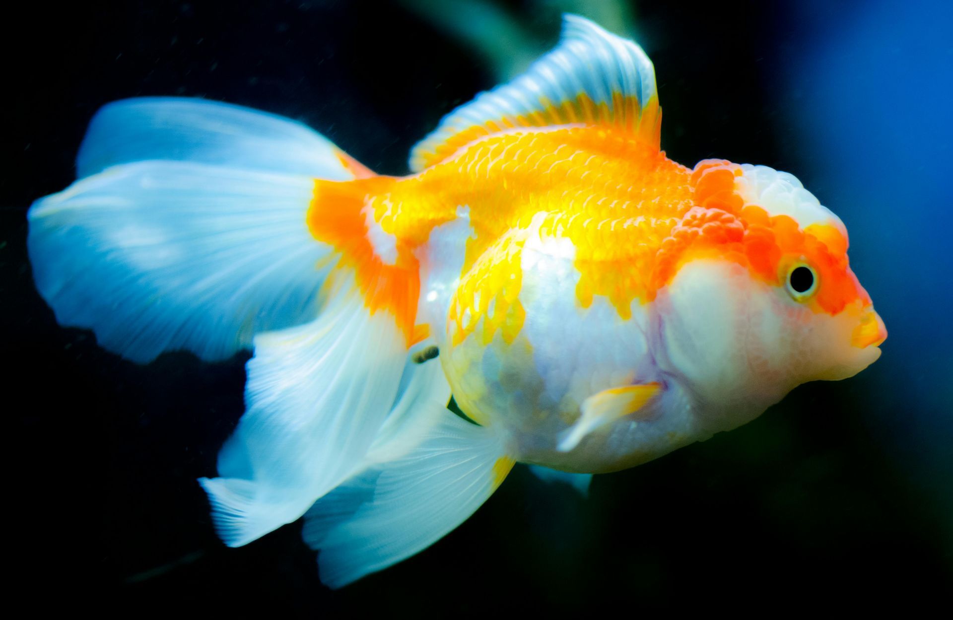 A white and orange goldfish with long, flowing fins swims against a dark background.