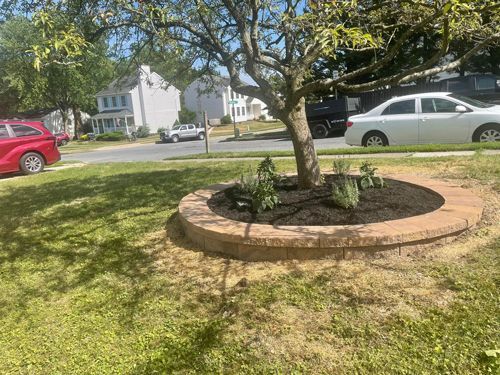 A Tree In A Circle In The Middle Of A Yard With A Car Parked In The Background - Perry Hall, MD - Oakwood Landscaping LLC