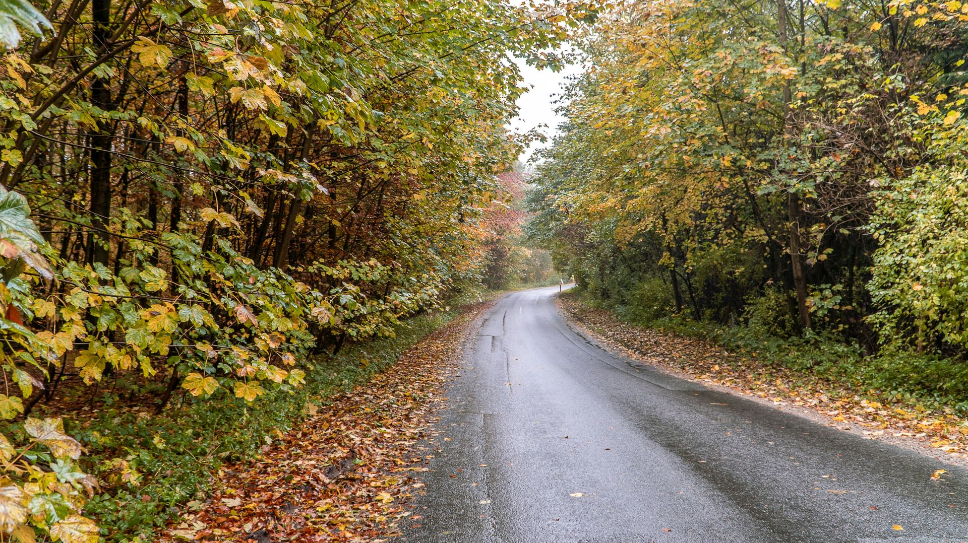 Narrow wet road curving through autumn trees with yellow and green leaves