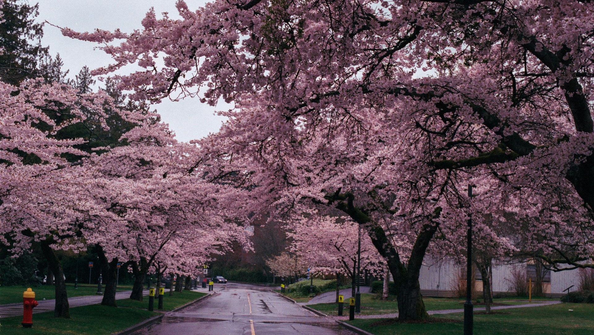 Tree-lined road with pink cherry blossoms arching over a wet street