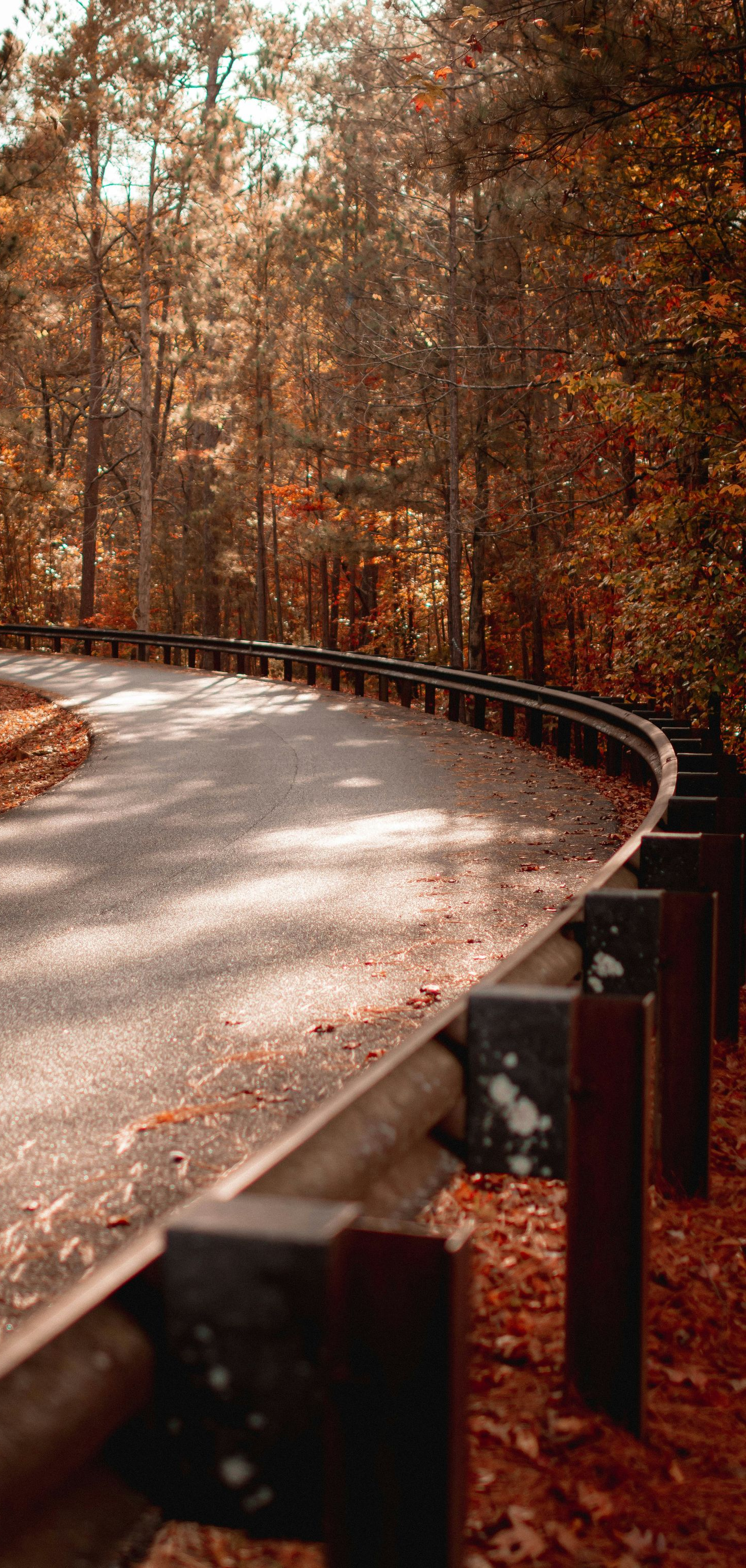 Winding road through an autumn forest, with a metal guardrail on the right side.