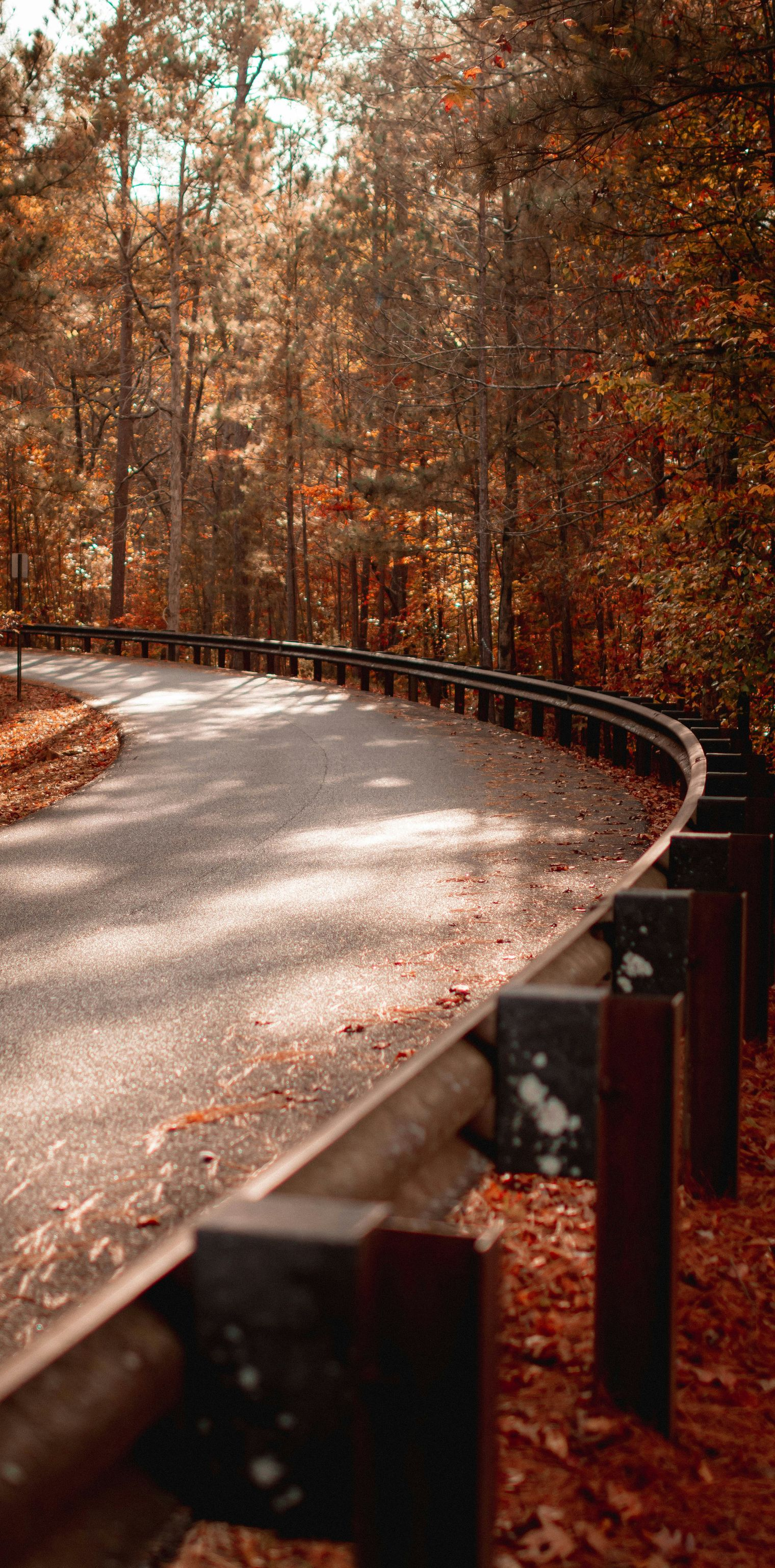 Winding road through an autumn forest, with a metal guardrail on the right side.