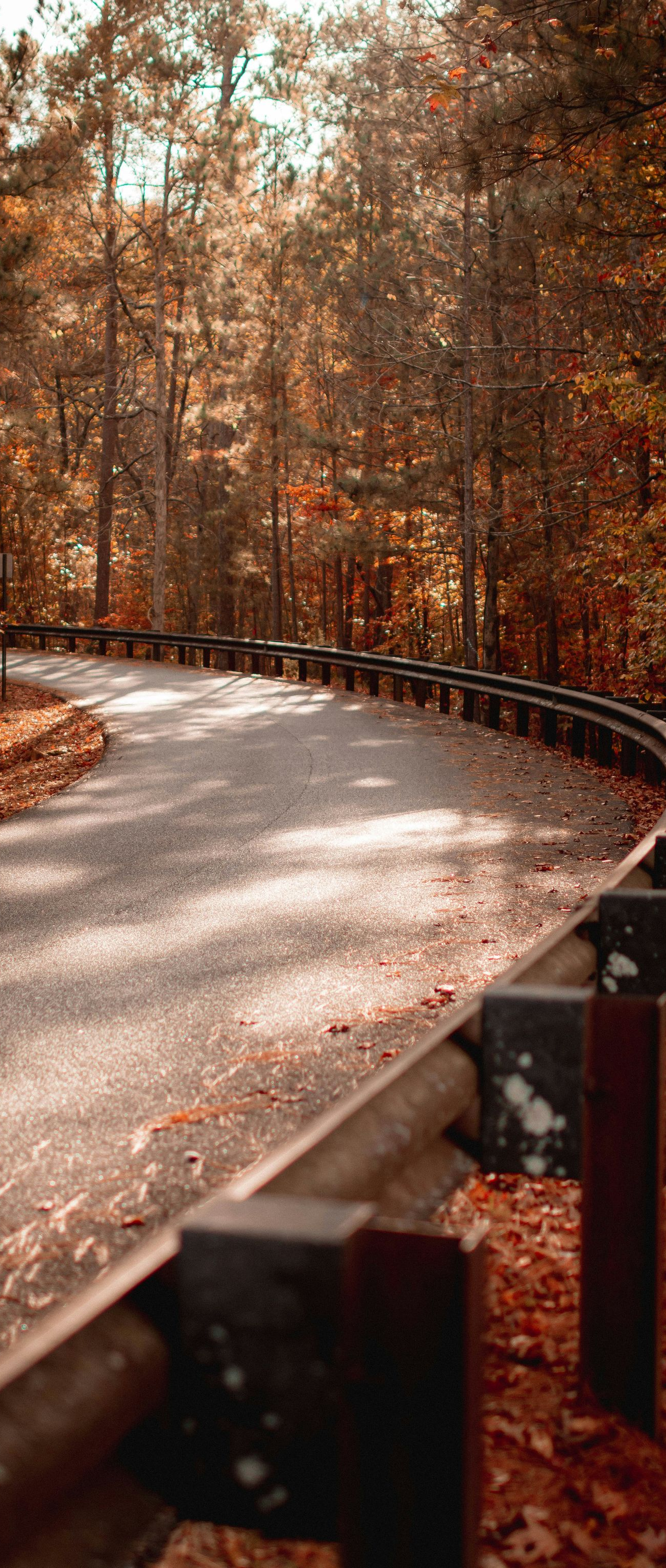 Winding road through an autumn forest, with a metal guardrail on the right side.