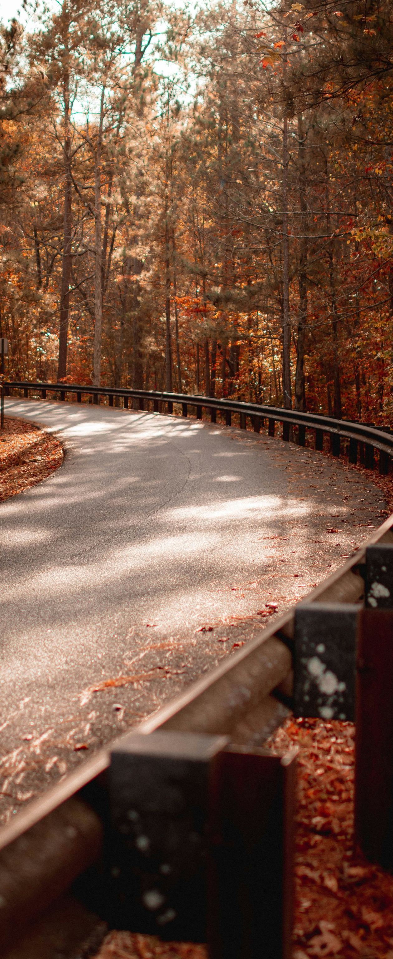 Winding road through an autumn forest, with a metal guardrail on the right side.