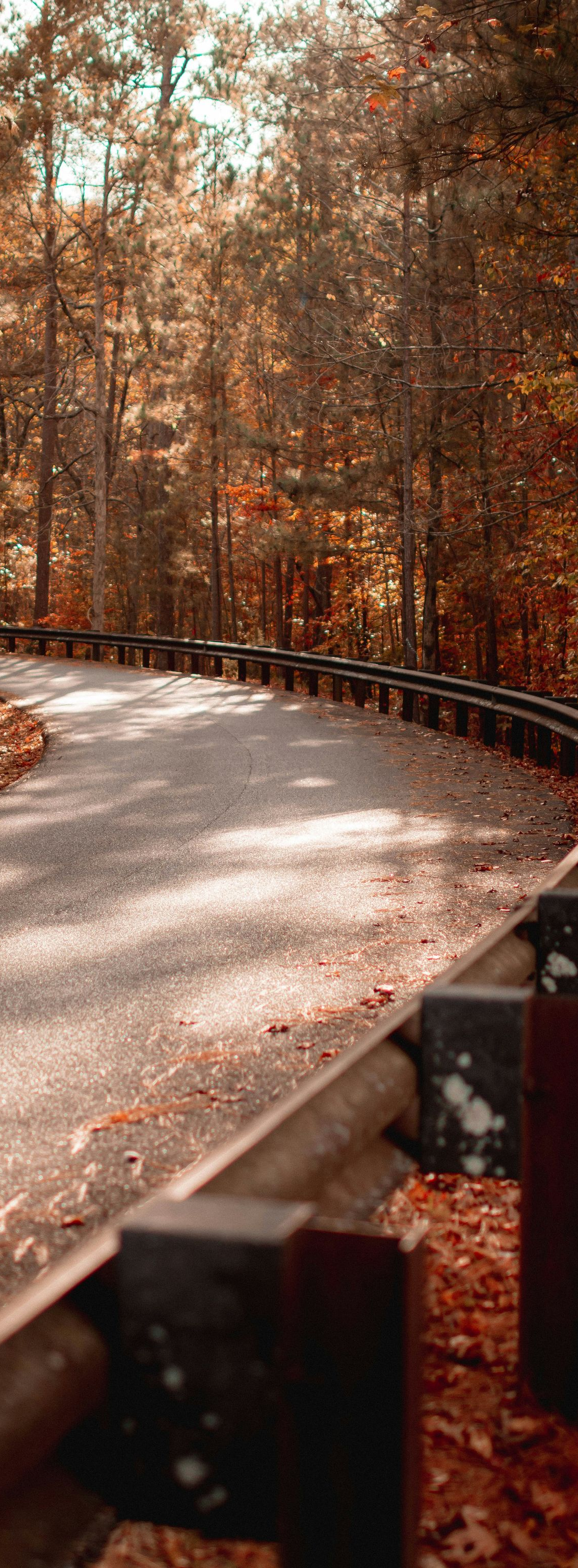 Curving road through autumn forest, guardrail in foreground, sun dappling the asphalt.