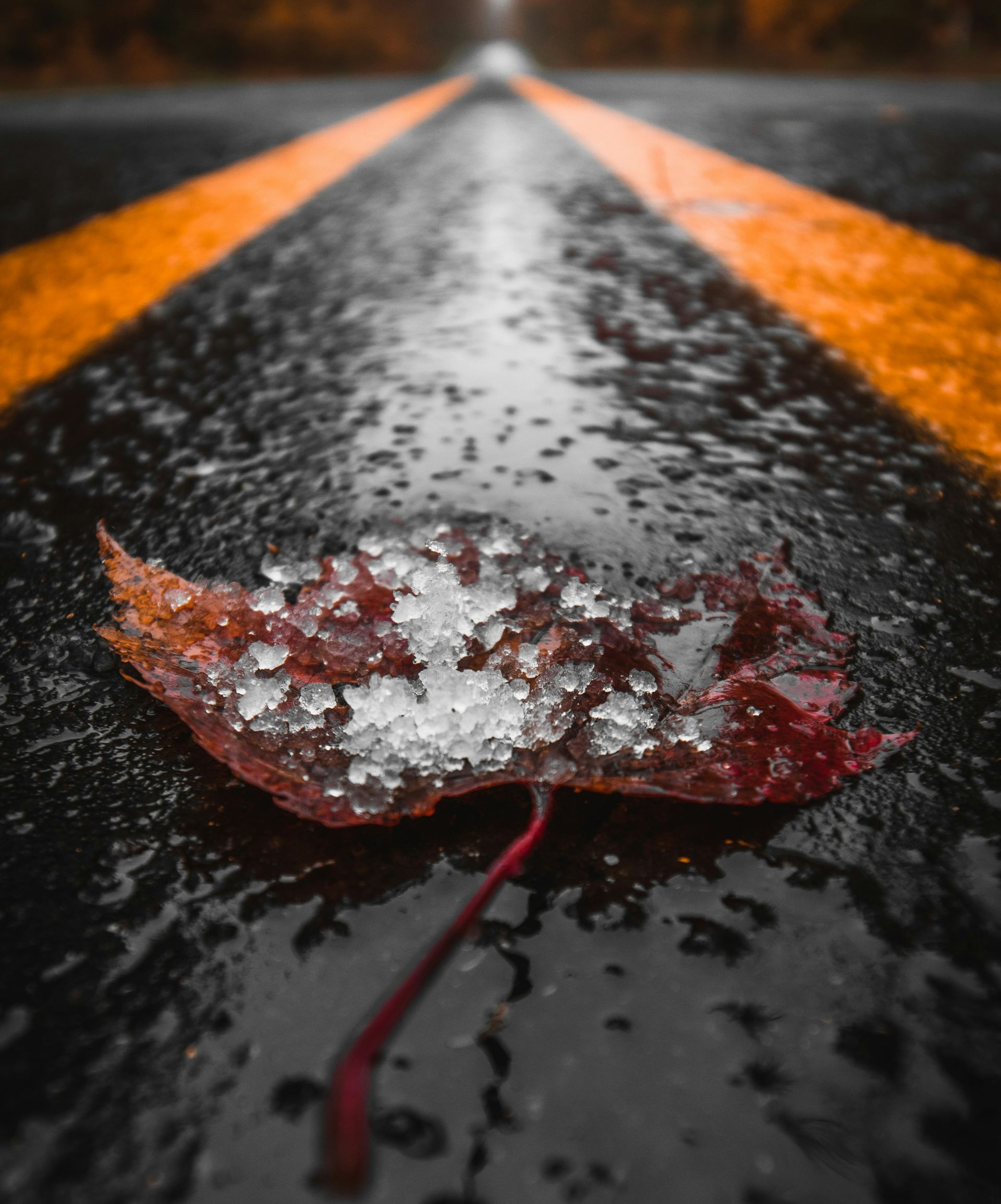 Frost-covered red leaf on a wet road between yellow lines