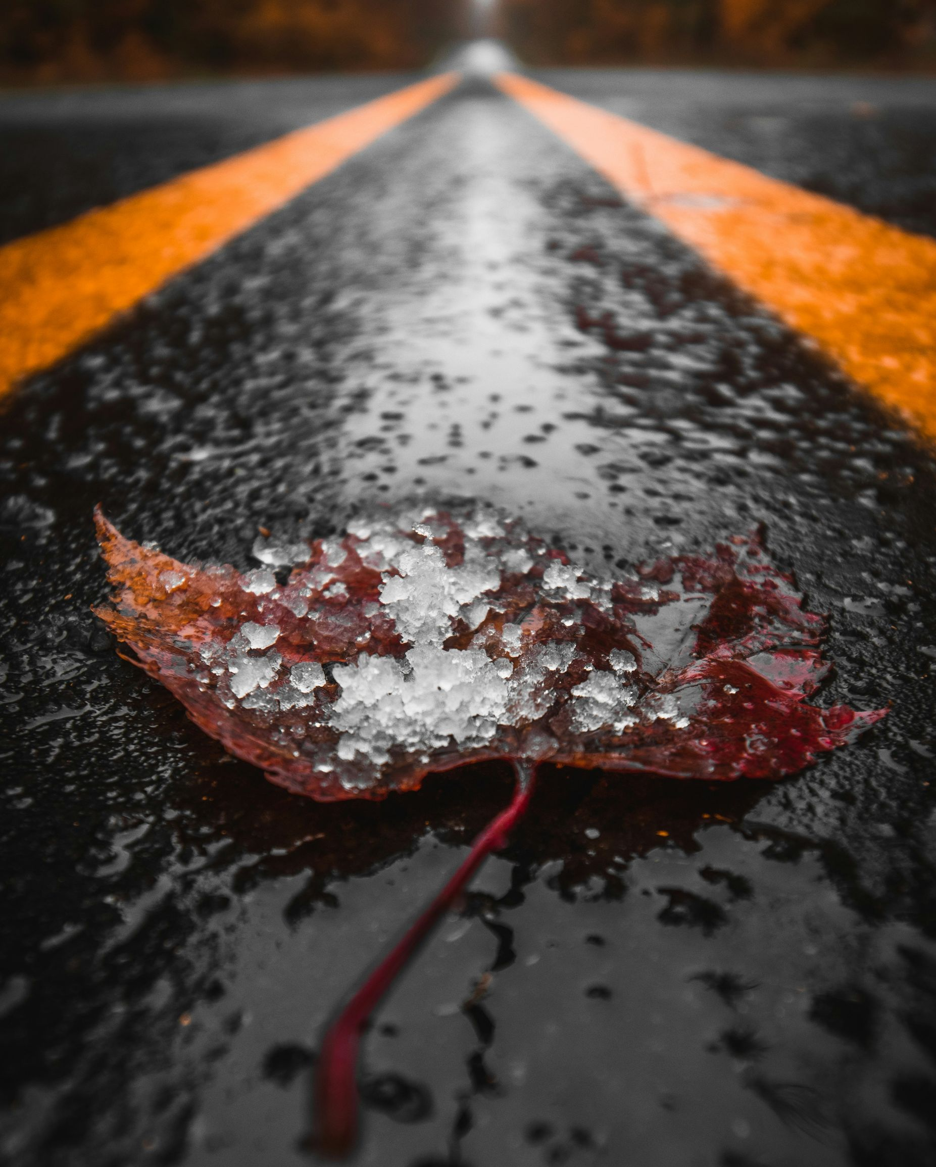 Frost-covered red leaf on a wet road between yellow lines