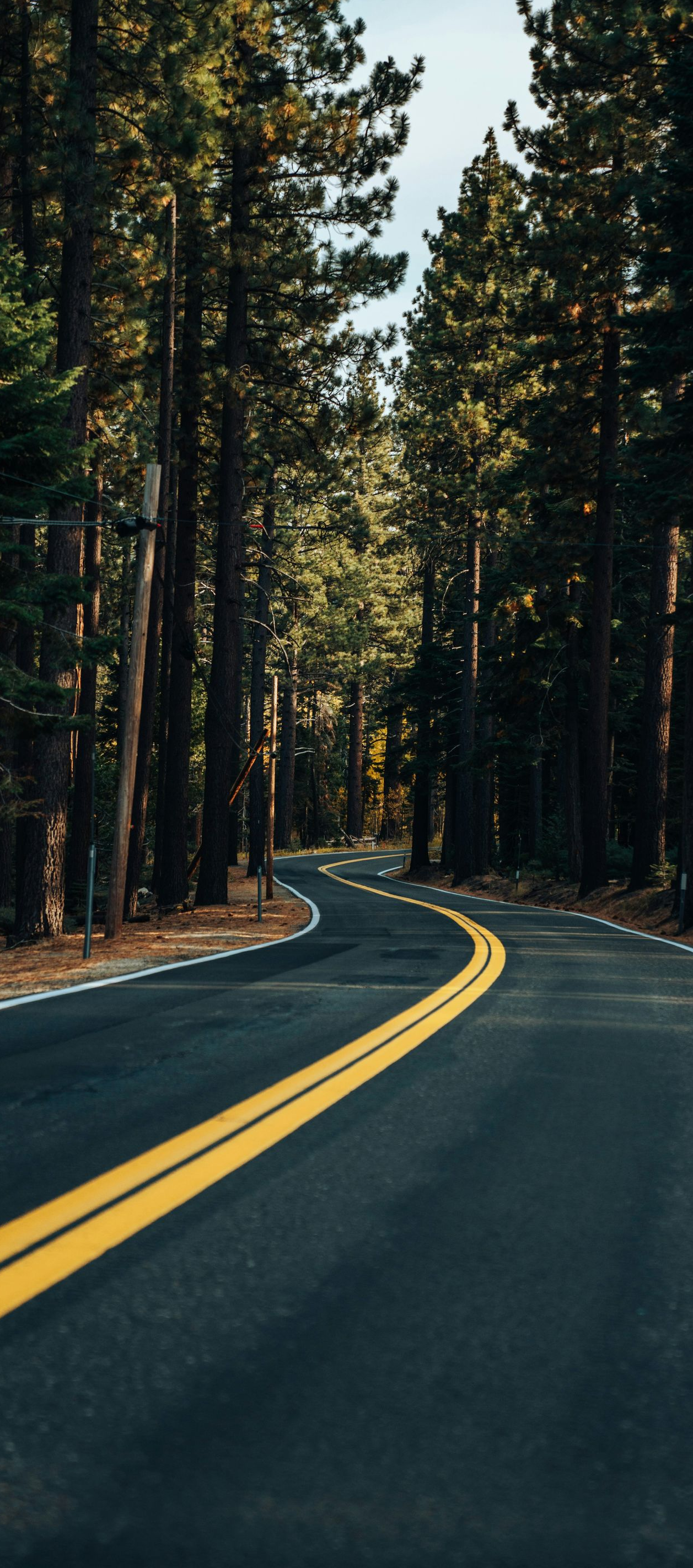 Paved road curves through a forest of tall, green trees, with yellow lines down the center.