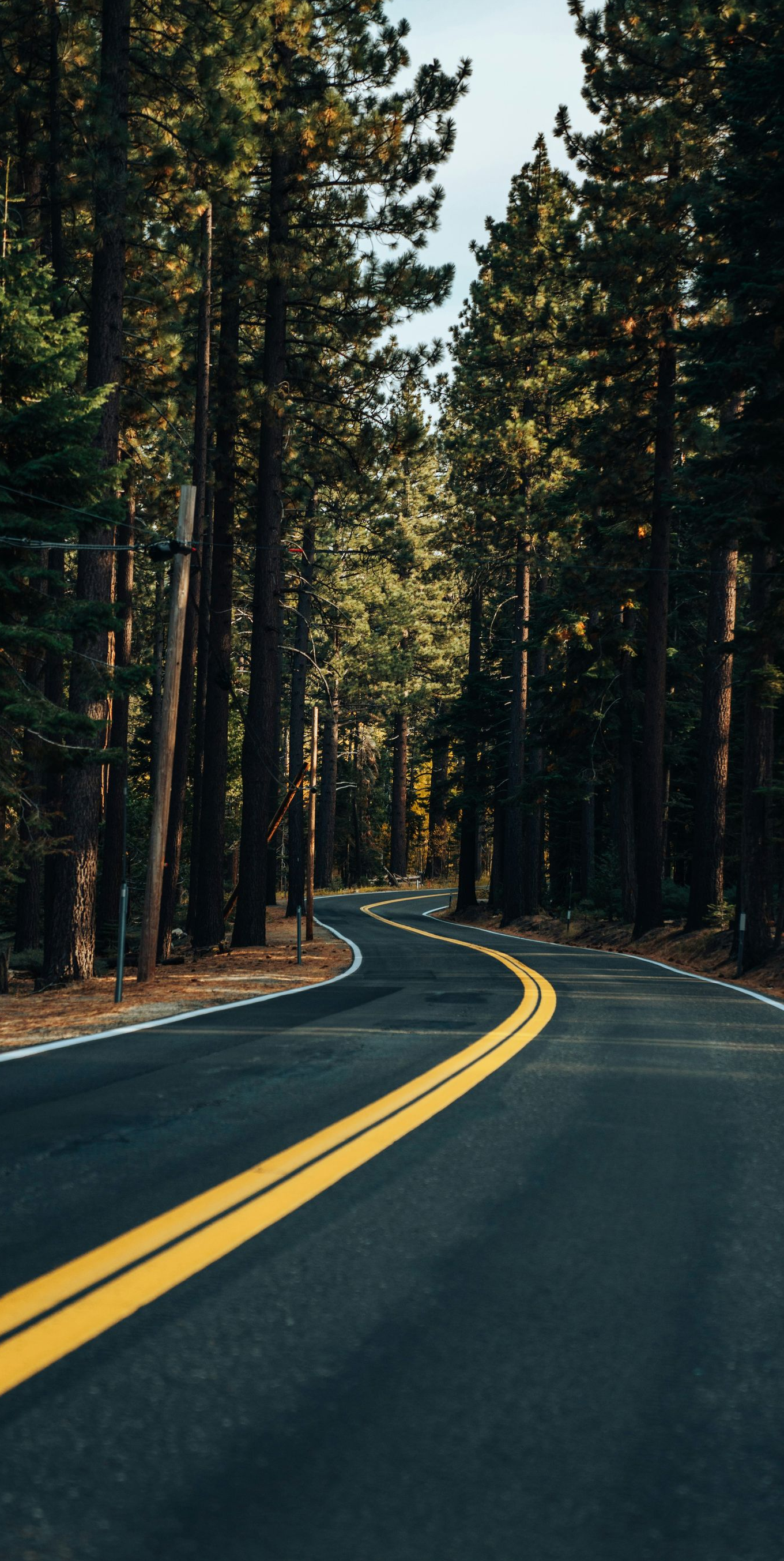 Paved road curves through a forest of tall, green trees, with yellow lines down the center.